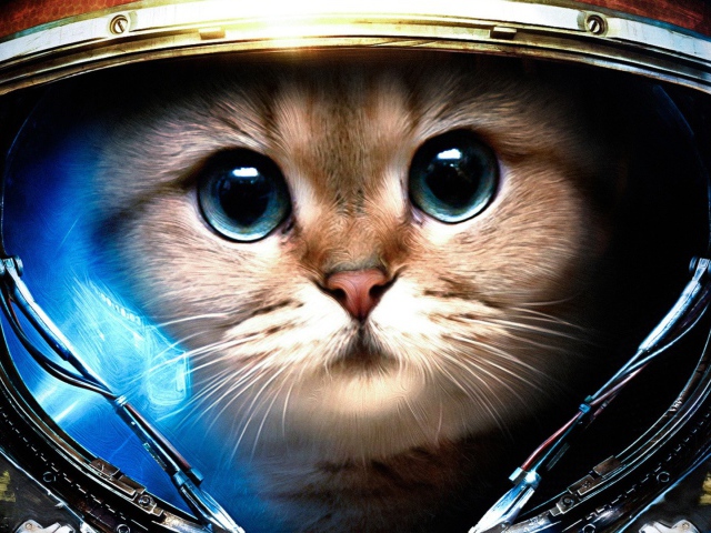 This is one of my favorites; Starcraft Kitteh...