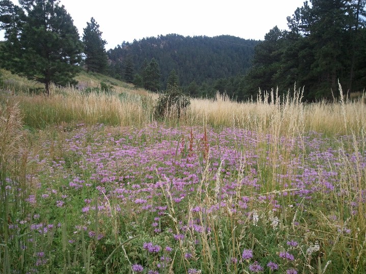 mountain flowers