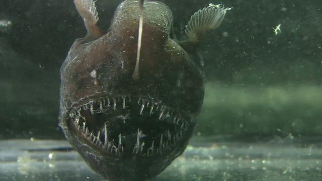 Humpback_Anglerfish_(Melanocetus_Johnsonii)